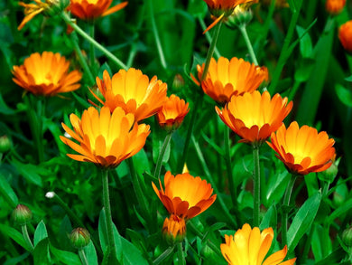 Flowers, Calendula Orange Button