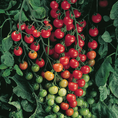Tomato, Sweet 100 (Cherry)