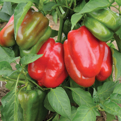 Peppers, Lady Bell