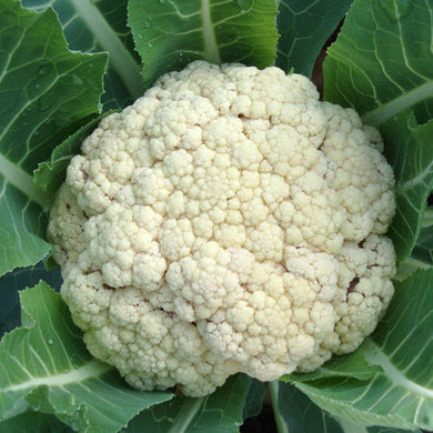 Cauliflower, Snowcrown