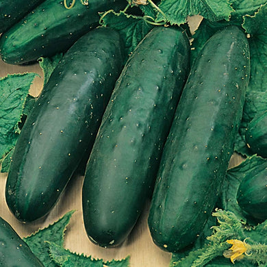 Cucumber, Long Green Marketmore
