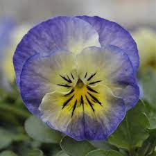 Flowers, Viola Neptune