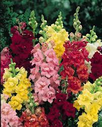 Flowers, Snapdragon Madame Butterfly Mix