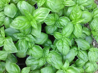 Locally grown basil plant for sale