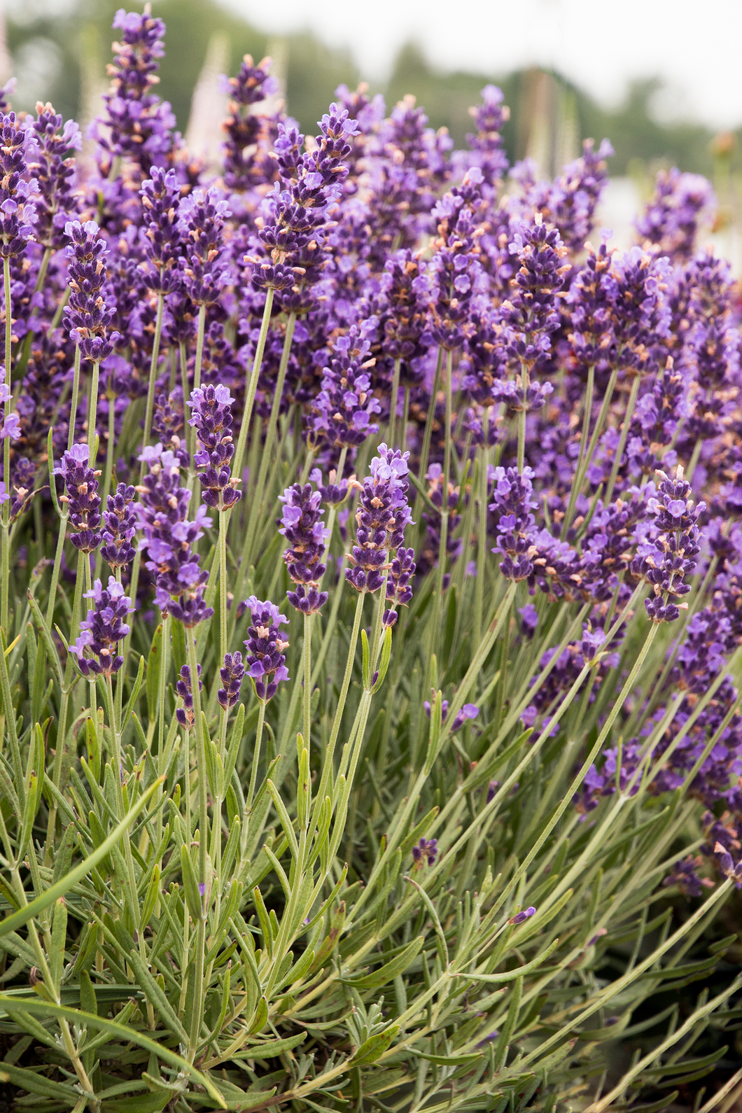 Flowers, Lavender Hidcote
