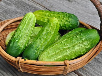 Cucumber, Pickling