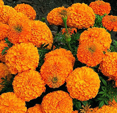 Flowers, Marigold Inca Orange