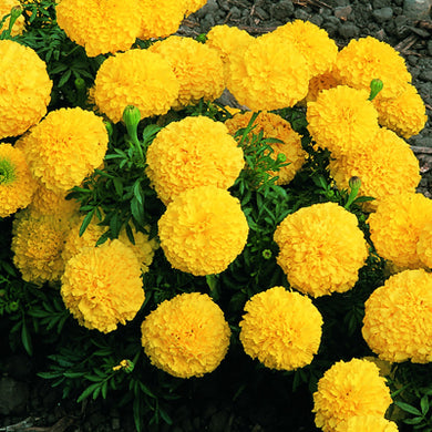 Flowers, Marigold Inca Yellow