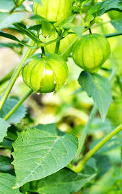 Tomatillo, Gigante Verde