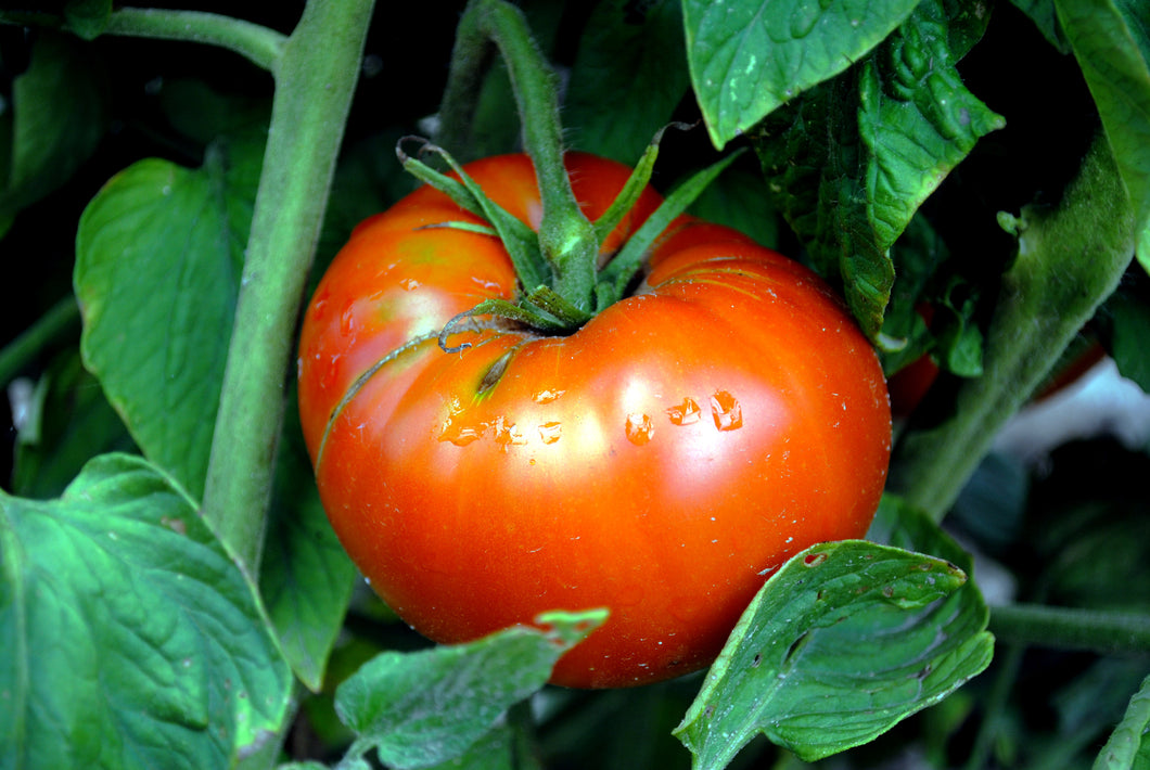 Tomato, Brandywine (Slicing)